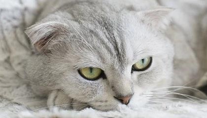 开云体育中国官网-法甲联赛迎来新一轮“转会热潮”，豪门动作频繁，法甲转会一览